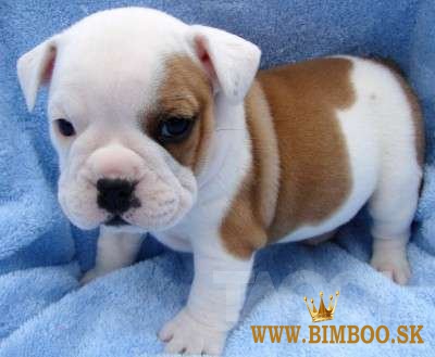 Nádherné šteniatka anglického buldoga. whatsapp us: +447490124950