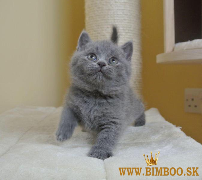 K dispozícii je britské krátkosrsté mačiatko. WhatsApp nás: +447490124950