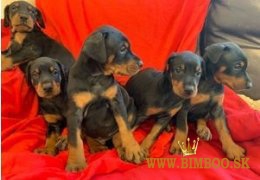 Šteniatka dobermana Kc Reg na predaj