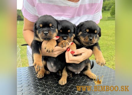 Zdraví šteniatka rotvajlera - samec a samica