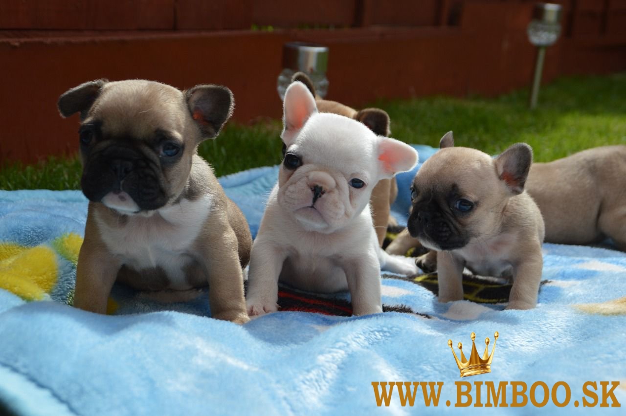 Šteniatka francúzskeho buldočka Kc. WhatsApp nás: +447490124950 Máme 2 krásne šteniatka, ktoré hľada
