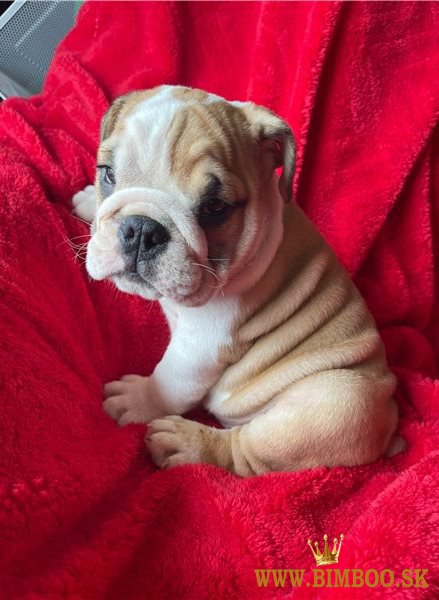 Šteniatka anglického buldoga