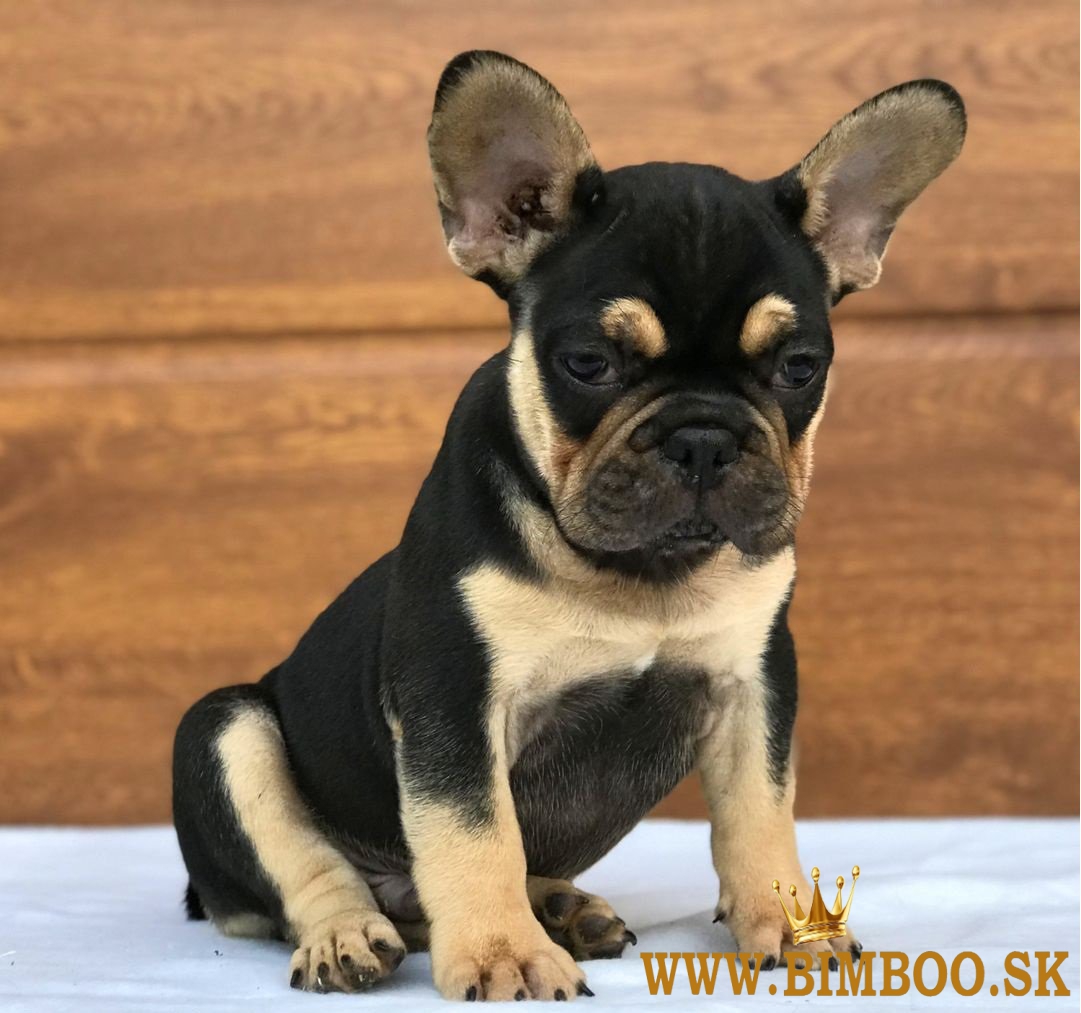 Šteniatka francúzskeho buldočka AKC
