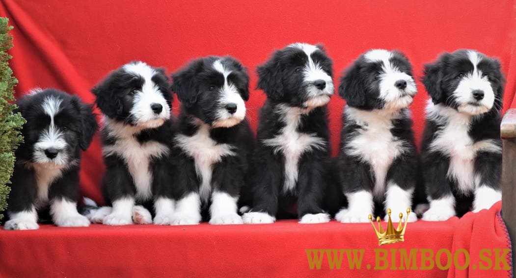 Šteniatka Bearded Collie