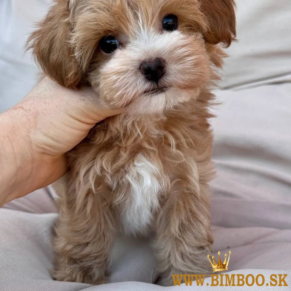 Krásne mini šteniatka Maltipoo
