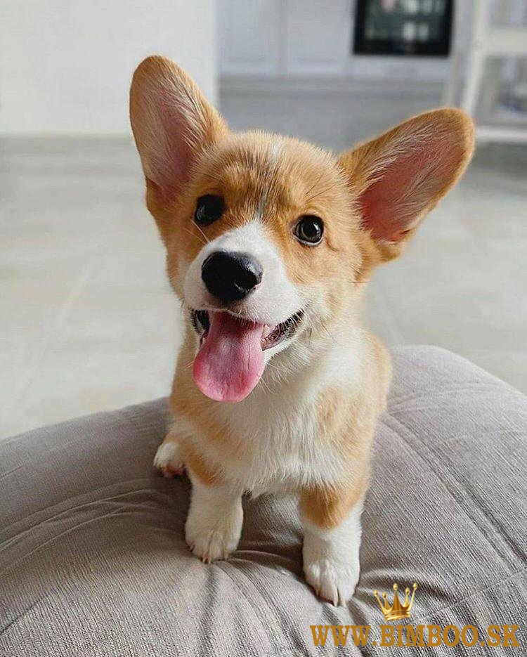 Inteligentné šteniatka Welsh Corgi Pembroke +447482162214