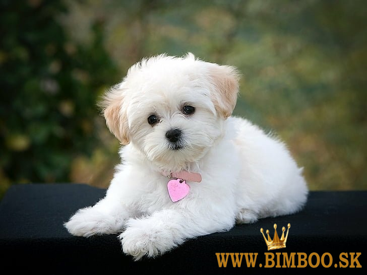 Dve šteniatka maltézskeho teriéra Teacup hľadajú novú rodinu