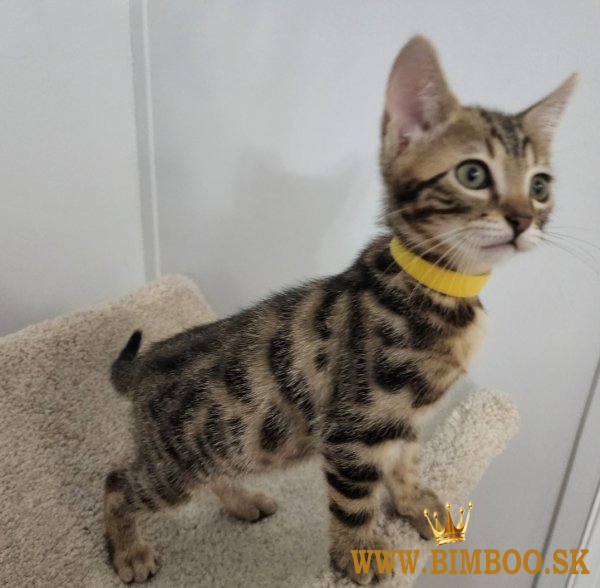 Pedigree Bengal kittens ready now Business WhatsApp: +37256348129