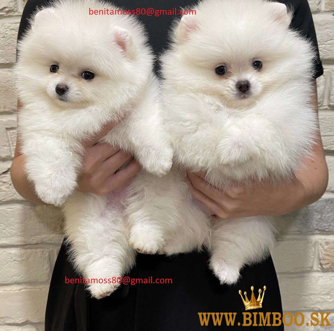 pomeranian trpaslíci špic 