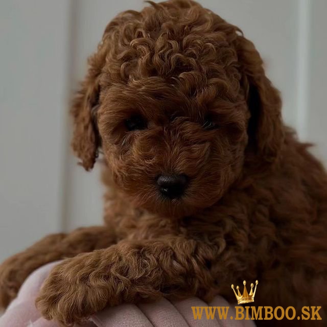 Rozkošné šteniatka červeného pudlíka