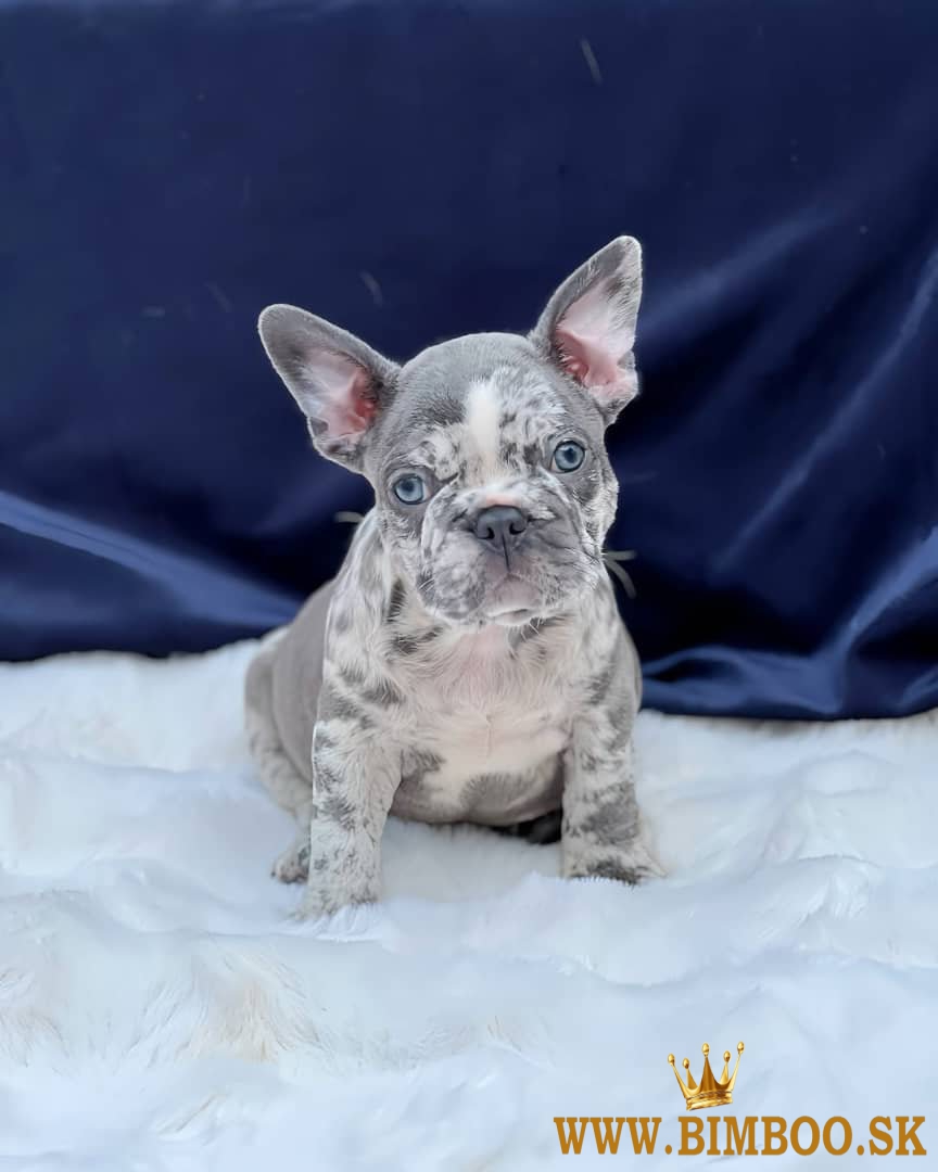 French Bulldogs for Sale. Business WhatsApp: +37256348129