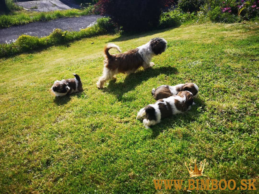 Šteniatka Shih Tzu k dispozícii  +1 6467721572