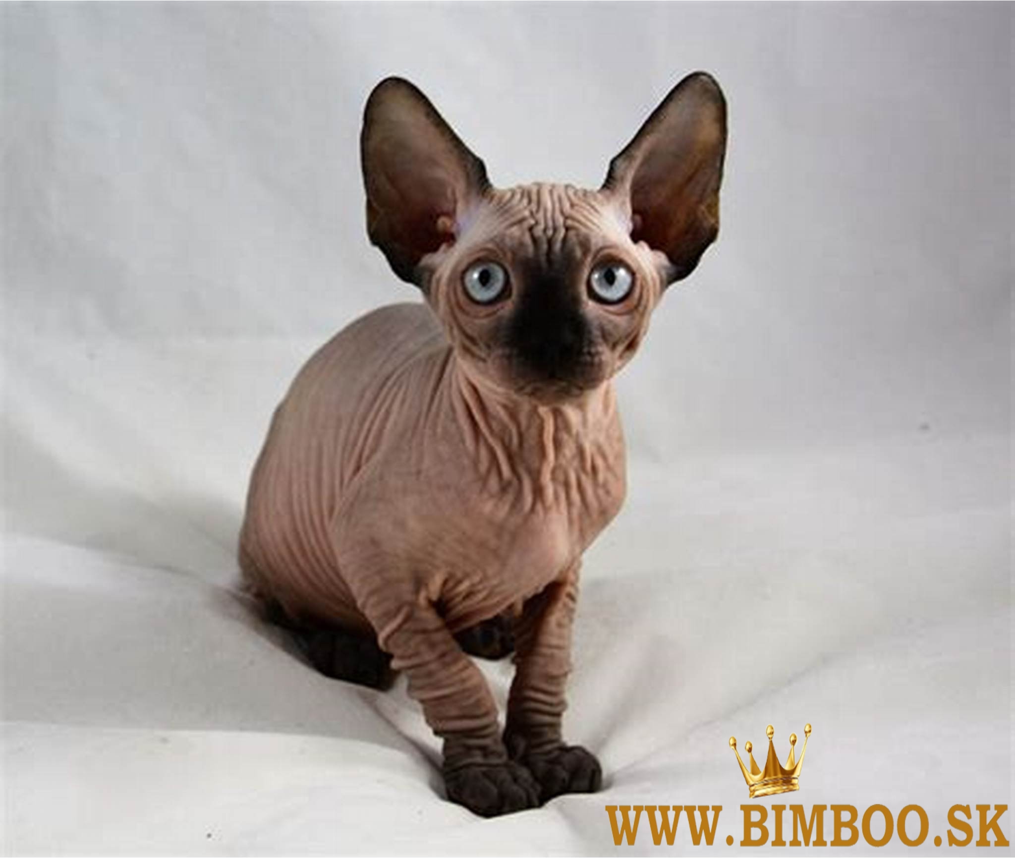Sphynx Kittens WhatsApp: +27842597191