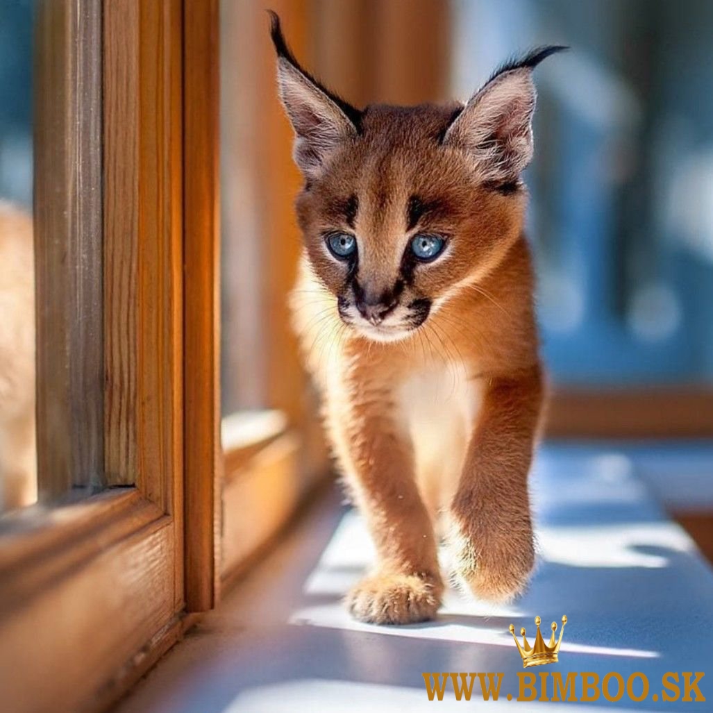 Caracal Kittens WhatsApp: +27842597191
