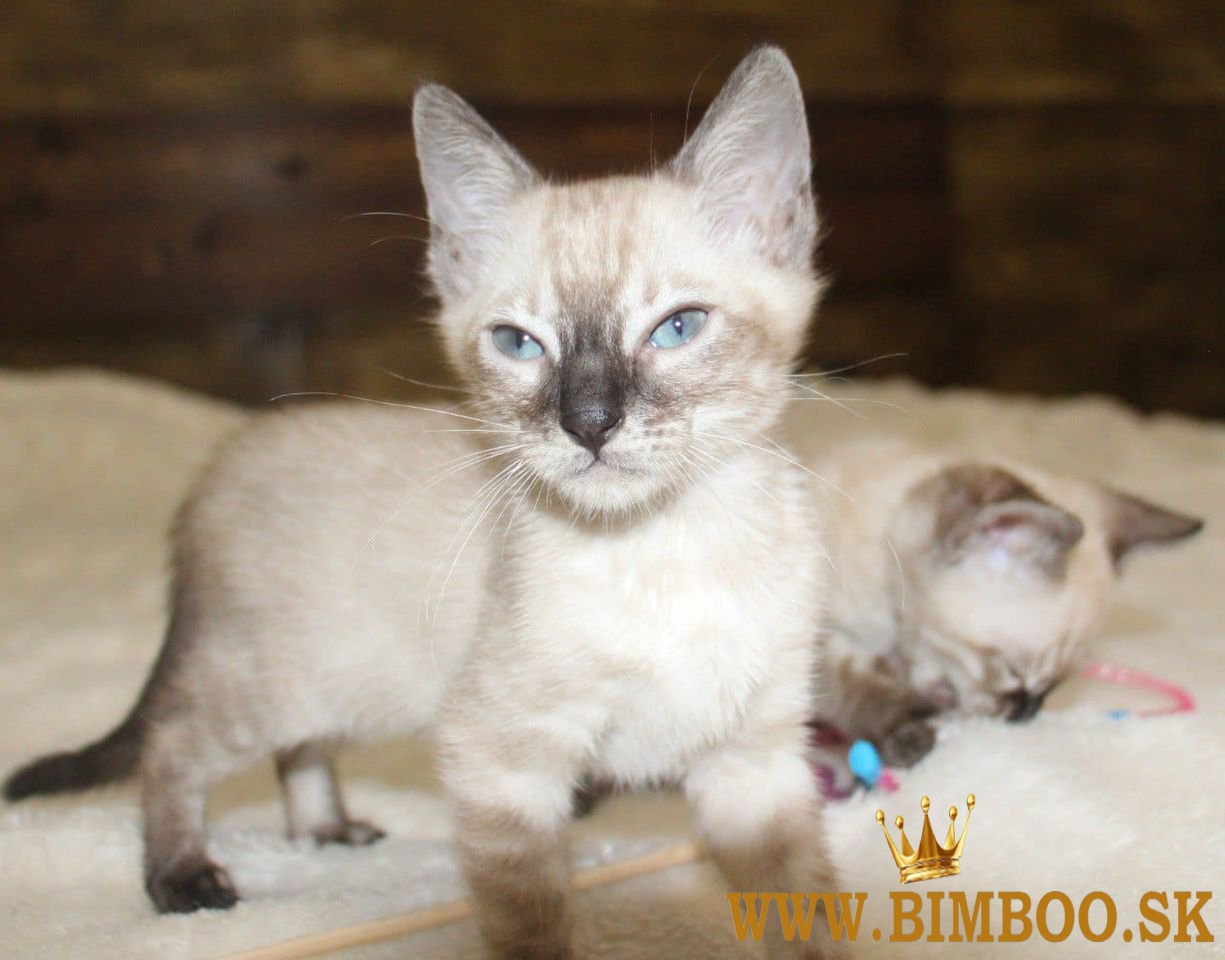 Snow/Brown/Charcoal/Silver Bengal Kittens +27842597191