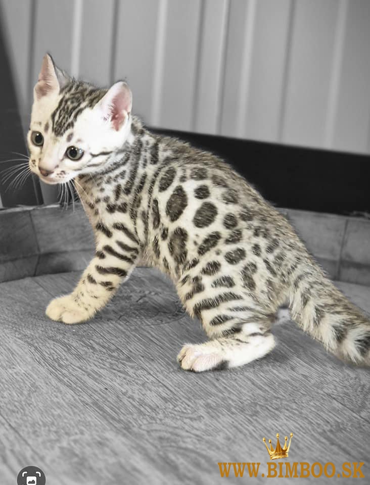 Snow/Brown/Charcoal/Silver Bengal Kittens +27842597191