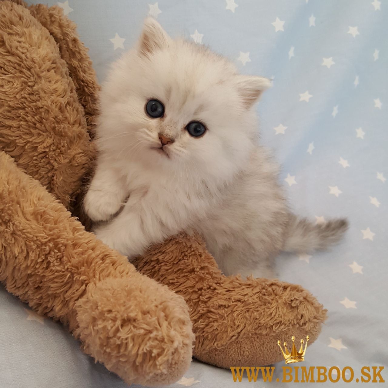 Perzské mačiatka na predaj. WhatsApp nás: +447490124950