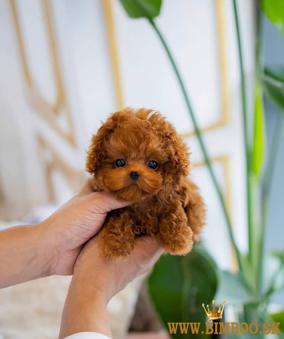 Beautiful toy poodle puppies for sale.