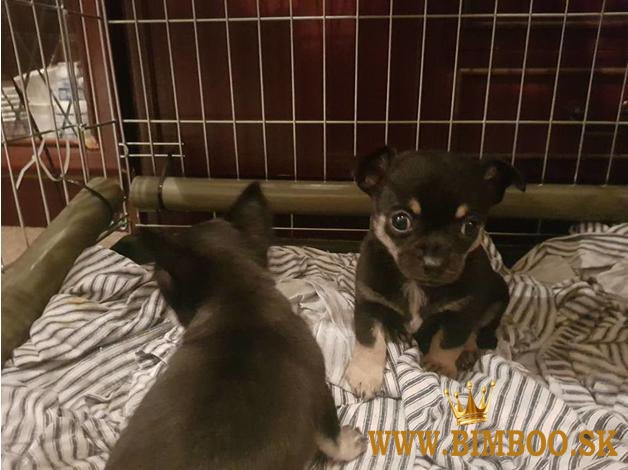 Úžasné vzácne modro-hnedé šteniatka dlhosrstej čivavy. WhatsApp nás: +447490124950