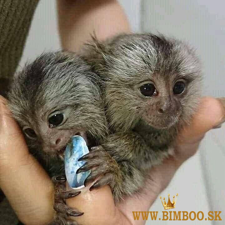 Nádherné kosmani k dispozici