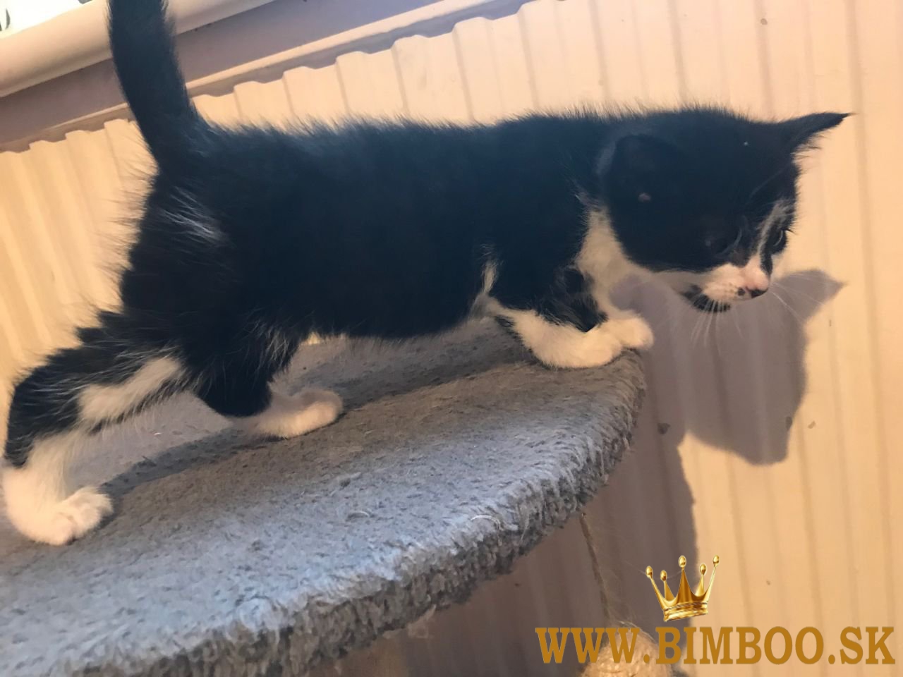 K dispozícii mačiatka hrivastého mývala. whatsapp nás: +447490124950