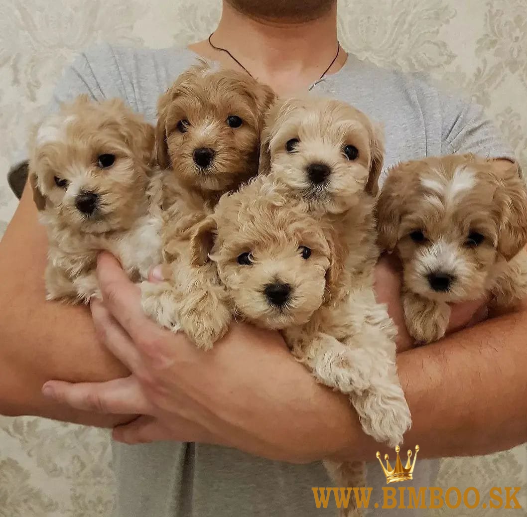 Šteniatka Maltipoo na adopciu Pre viac informácií Whatsapp: +37065327351 Viber:+48724872240