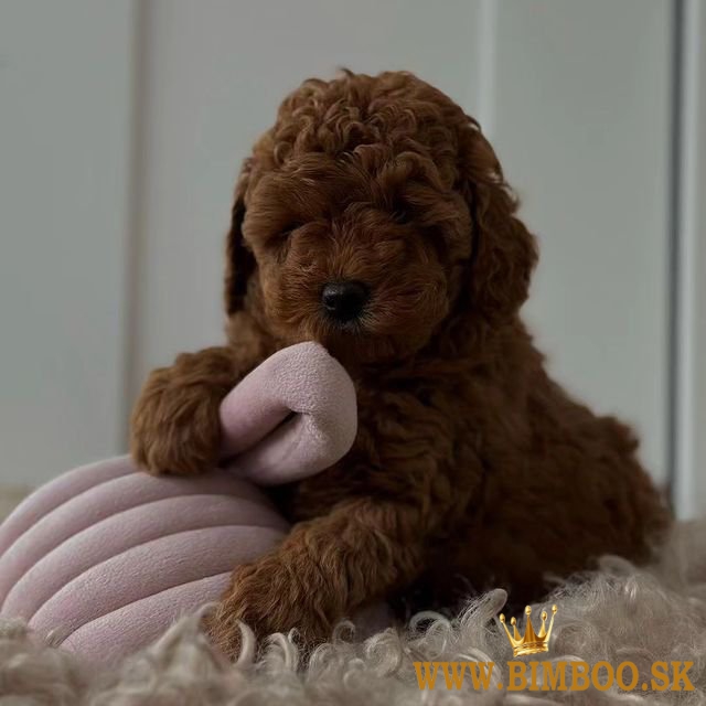 Rozkošné šteniatka červeného pudlíka