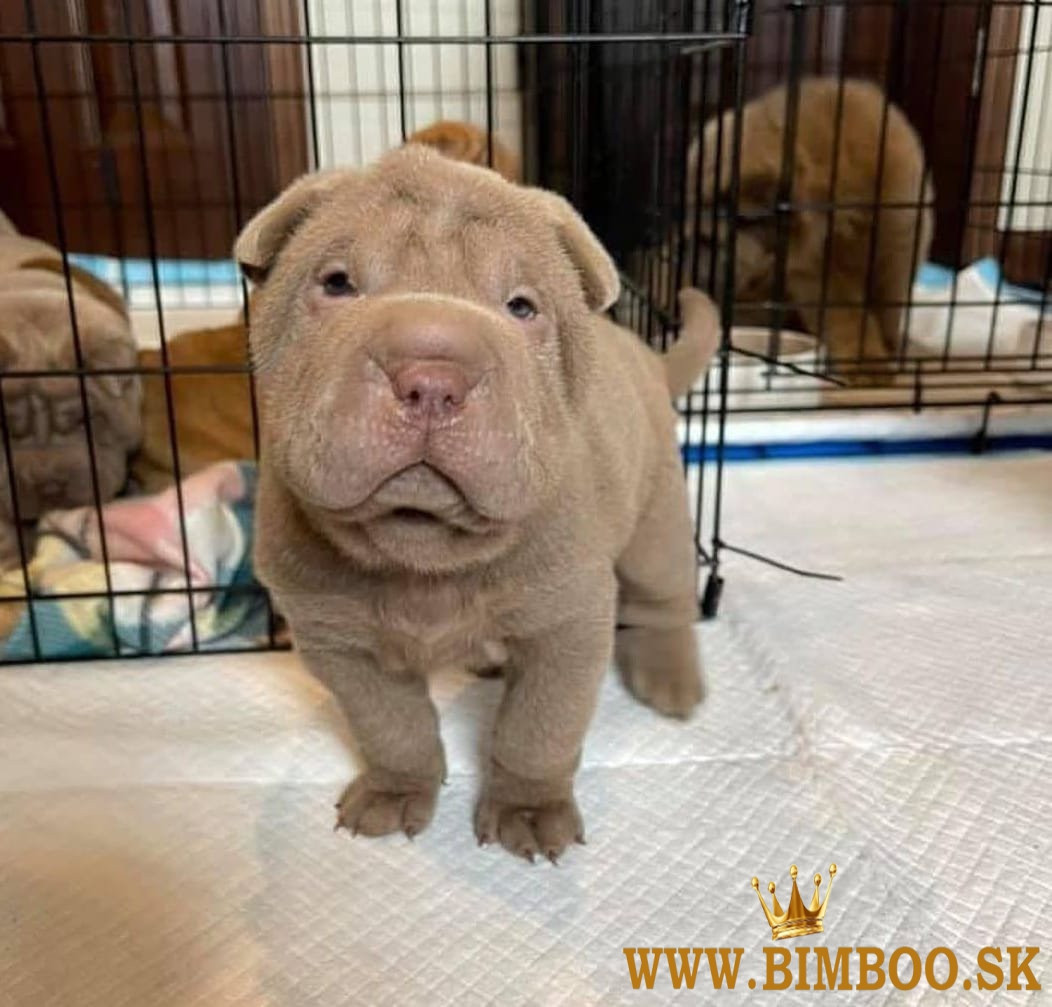 Shar Pei šteniatka, chlapci a dievčatá