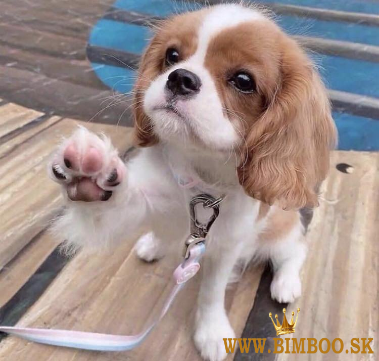 Šteniatka Cavalier-King-Charles-Spaniel sú k dispozícii.