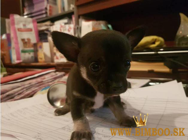 Úžasné vzácne modro-hnedé šteniatka dlhosrstej čivavy. WhatsApp nás: +447490124950