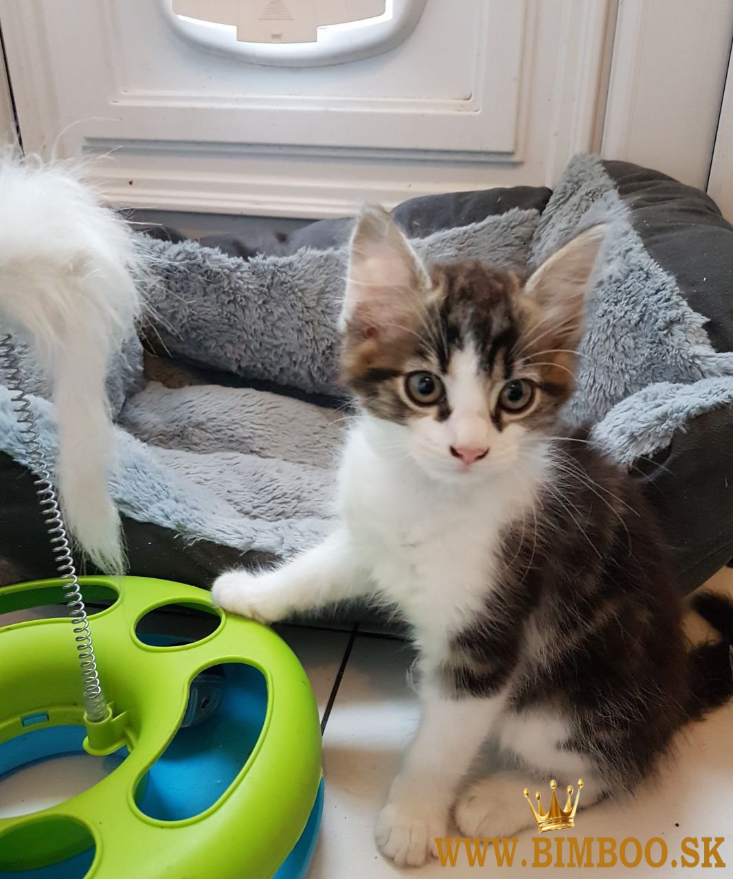 K dispozícii mačiatka hrivastého mývala. whatsapp nás: +447490124950