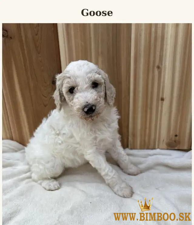 Zdravé šteniatka pudla typu „teacup“ (veľmi malý