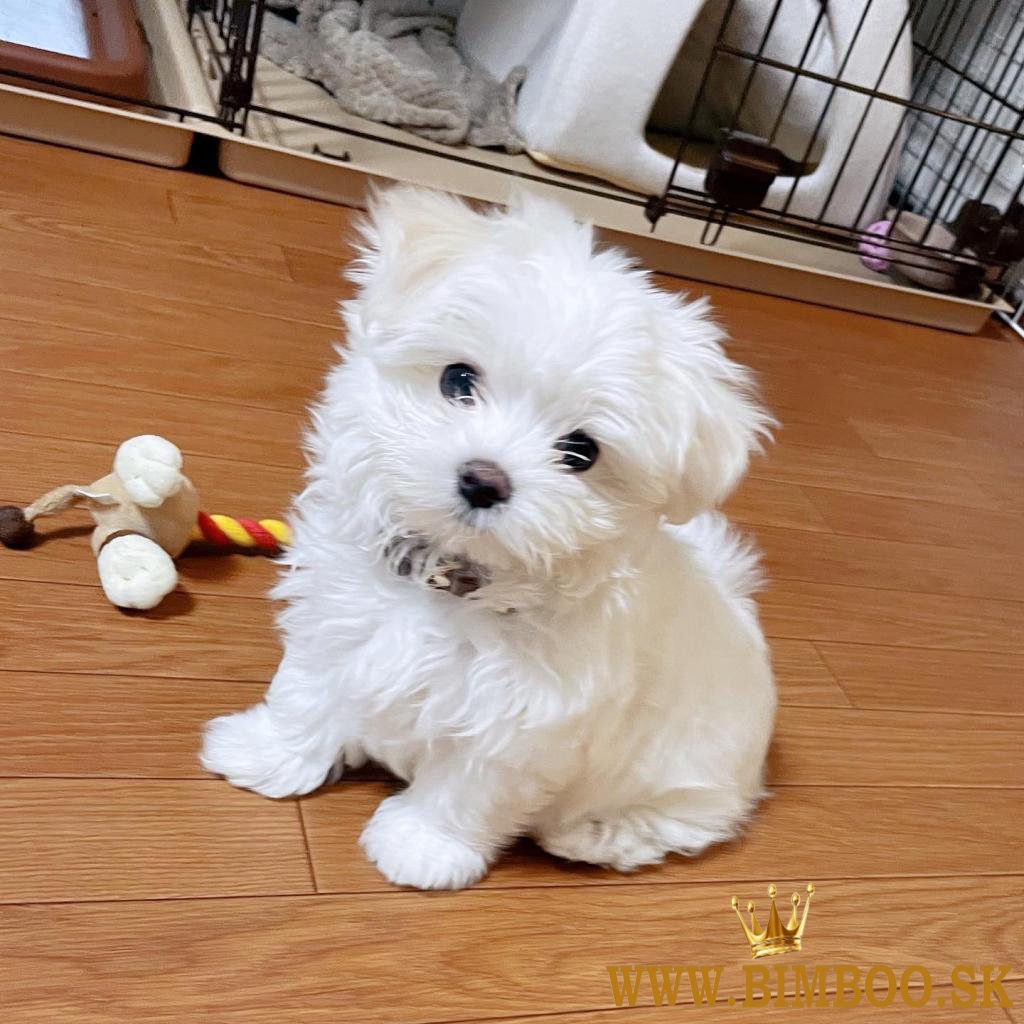 Úžasný vrh šteniatok Apricot Maltipoo +447482162214