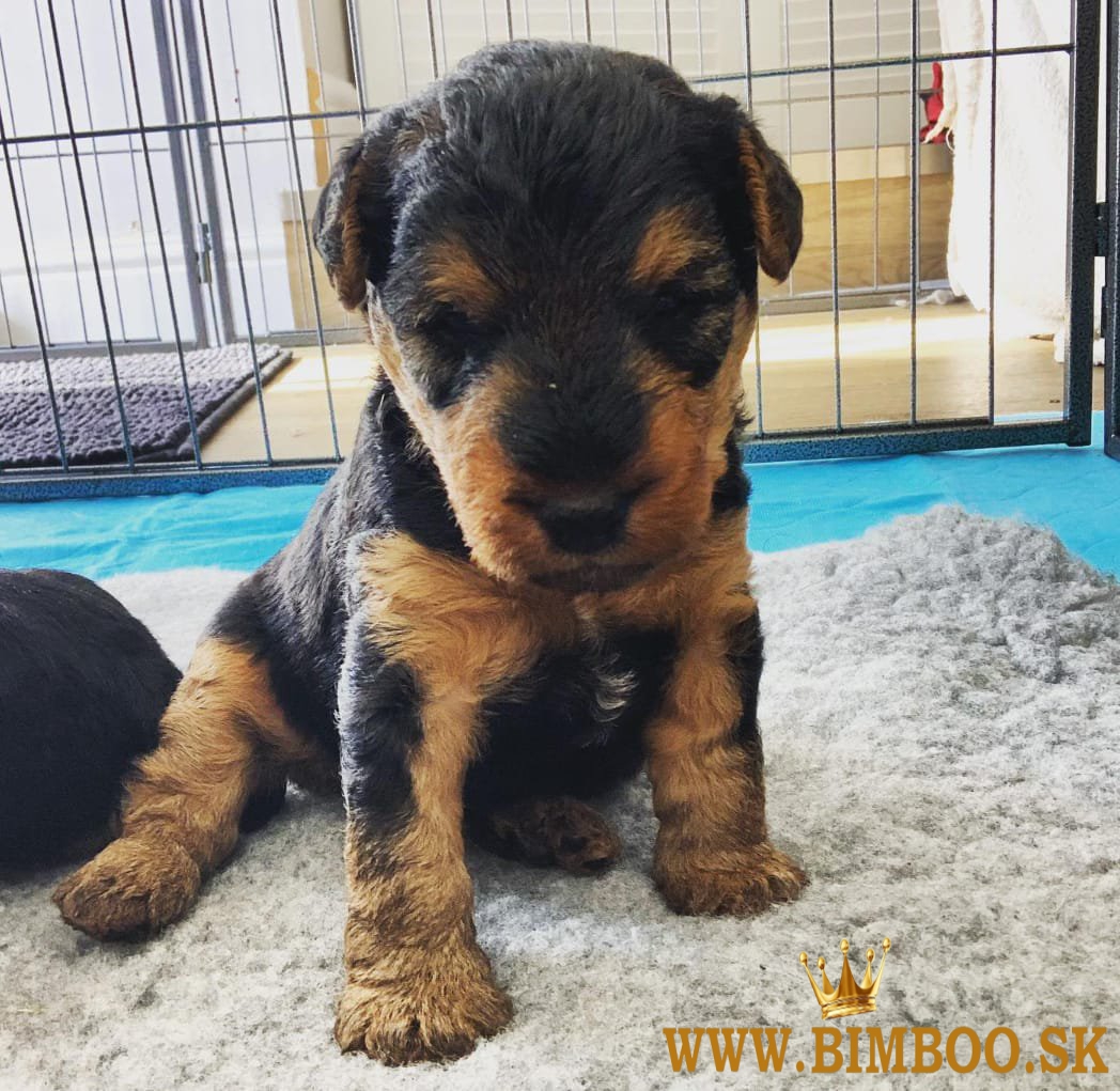 Hravé šteniatka Welssh Terrier dostupné a pripravené na milujúci nový domov.