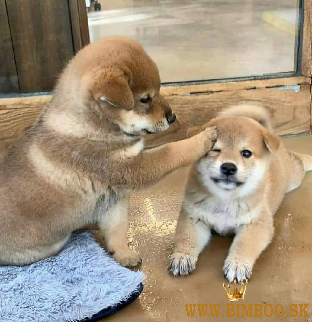 Šteniatka Shiba Inu,