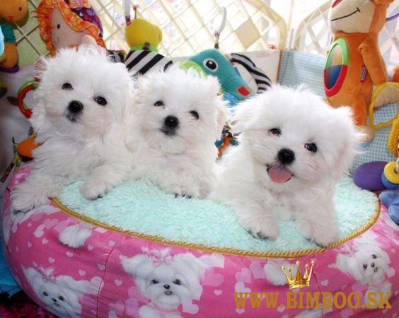 Maltese puppies 