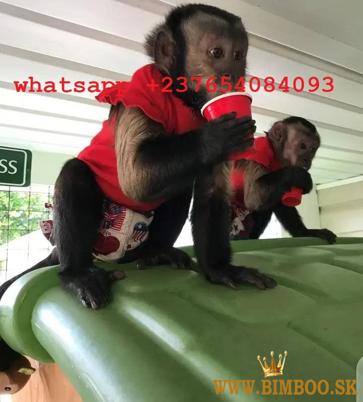 Mláďatá kapucínskych opíc najvyššej kvality