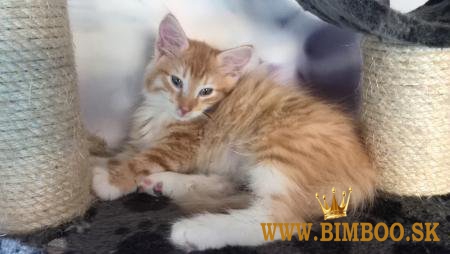 Bengal X, britská krátkosrstá, mainská mývalia. Predám sibírske mačiatka.