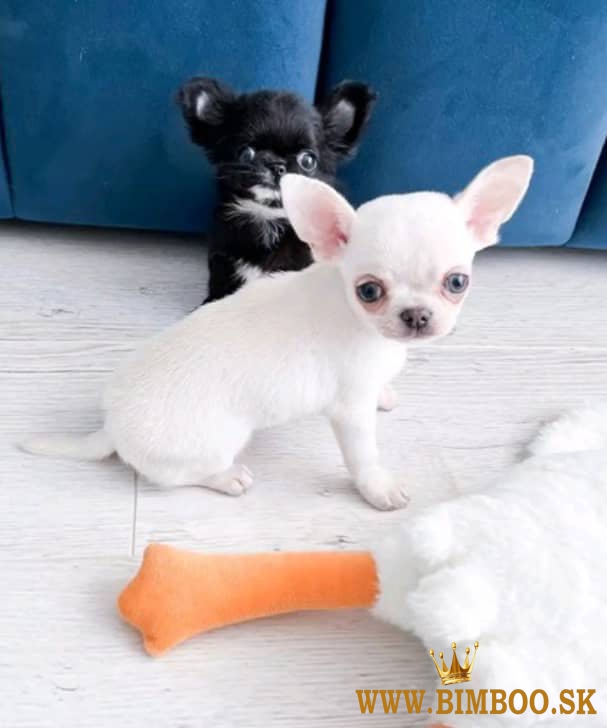 Male & Female Chihuahua Puppies for Sale  Business WhatsApp: +37256348129
