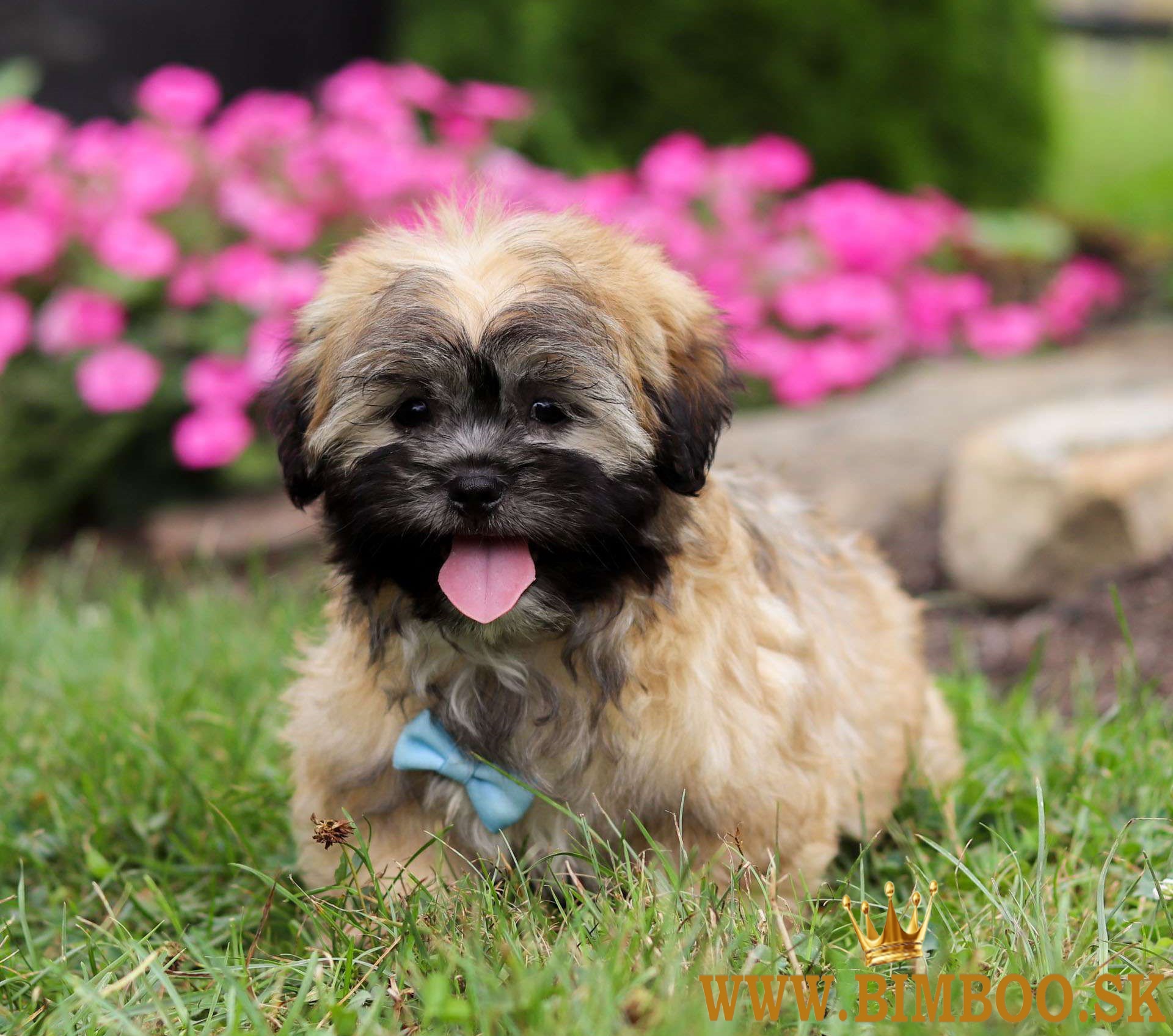 Lhasa apso puppies