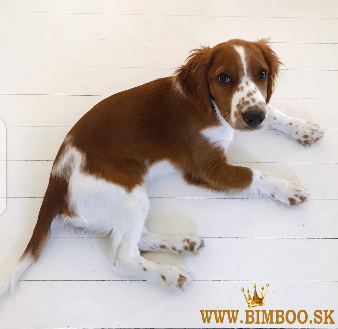 nádherné šteniatka Welsh Springer Spaniel na adopciu do milej, zodpovednej rodiny.