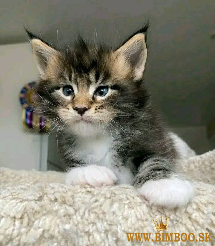 Maine Coon Kittens WhatsApp: +27842597191