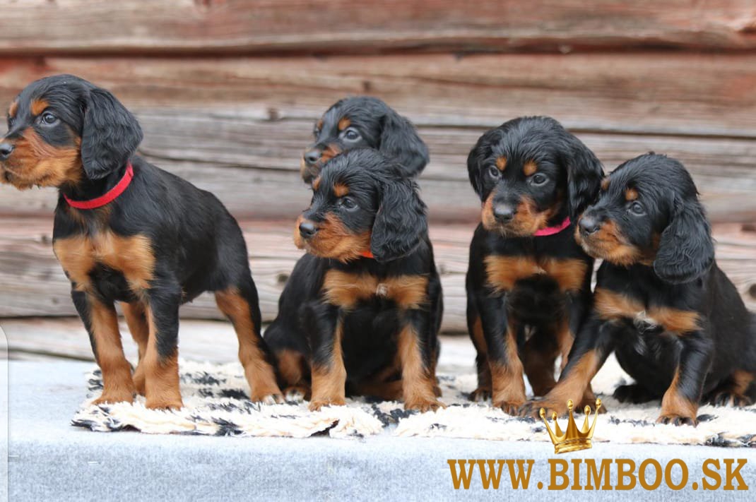 nádherné šteniatka zlatého setra