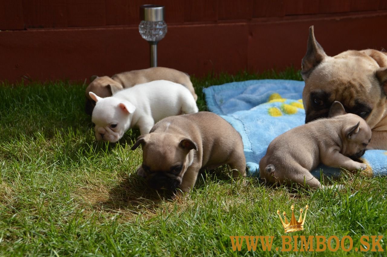 Šteniatka francúzskeho buldočka Kc. WhatsApp nás: +447490124950 Máme 2 krásne šteniatka, ktoré hľada