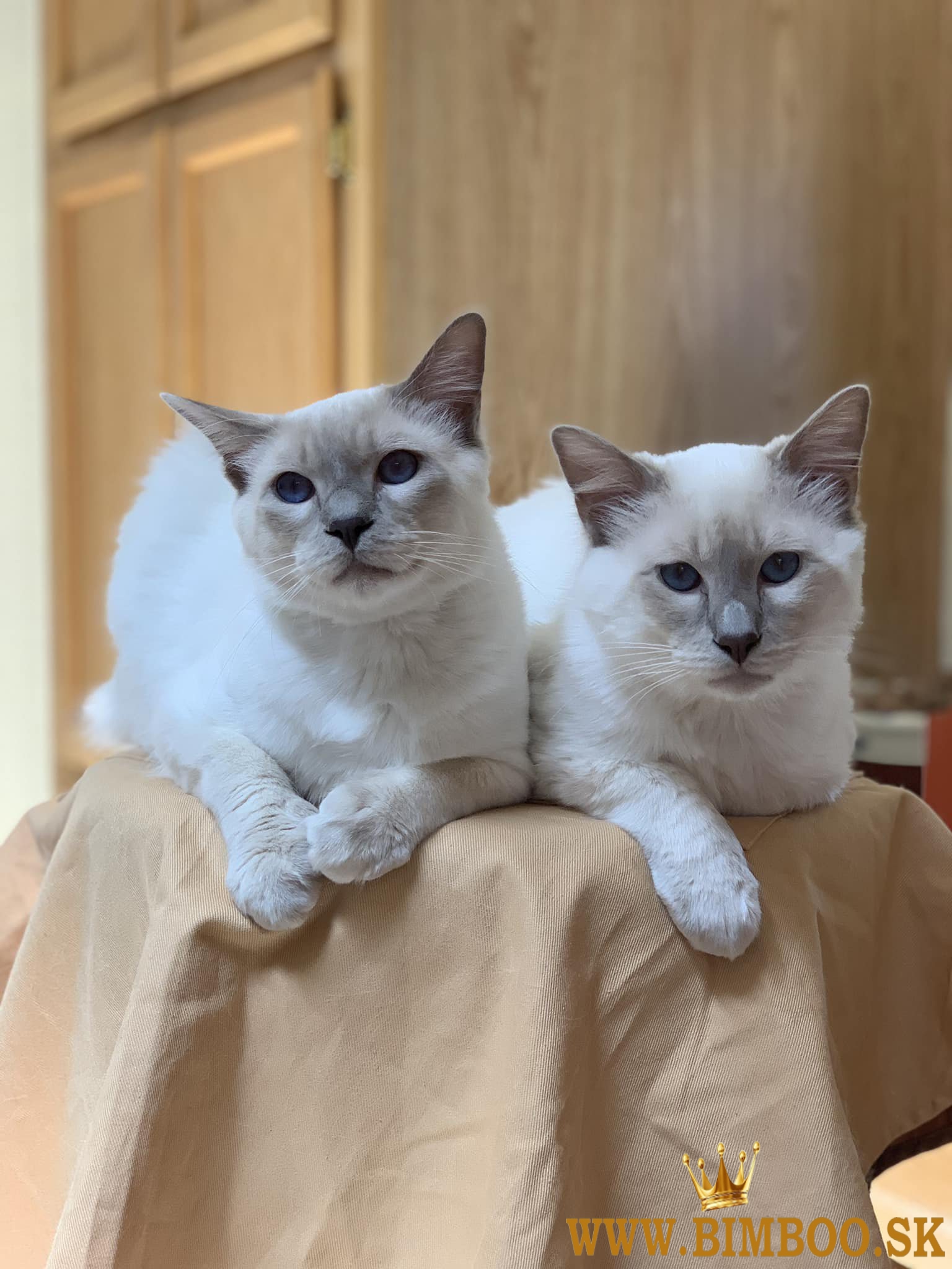 Balinese Kittens +27842597191