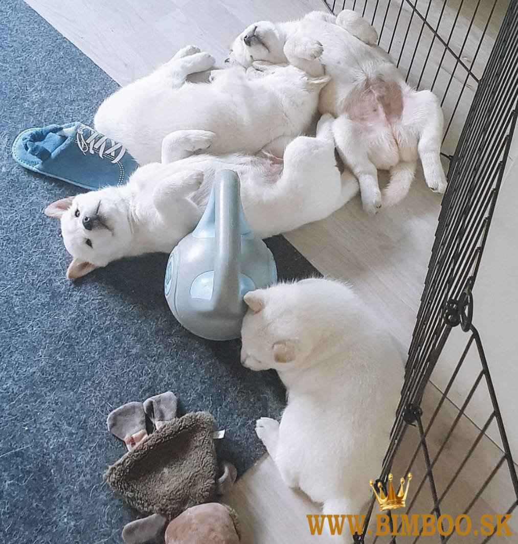 krásne šteniatka hokkiado,