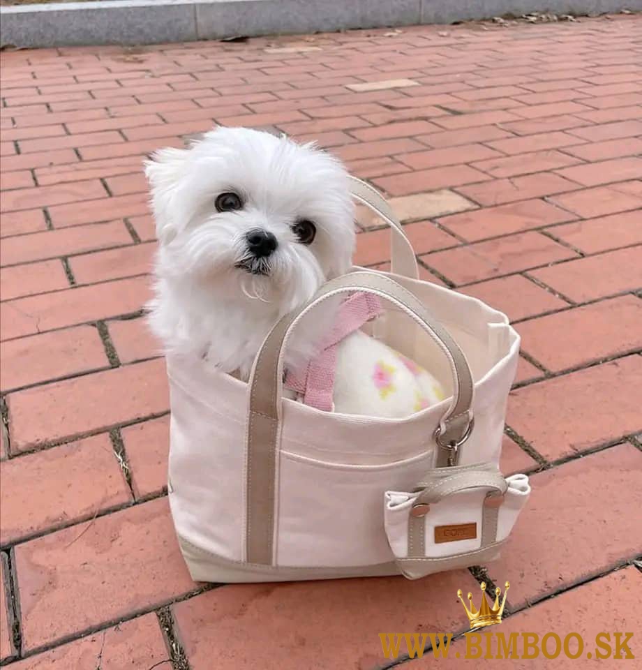 Beautiful Maltese puppies...Business WhatsApp: +37256348129