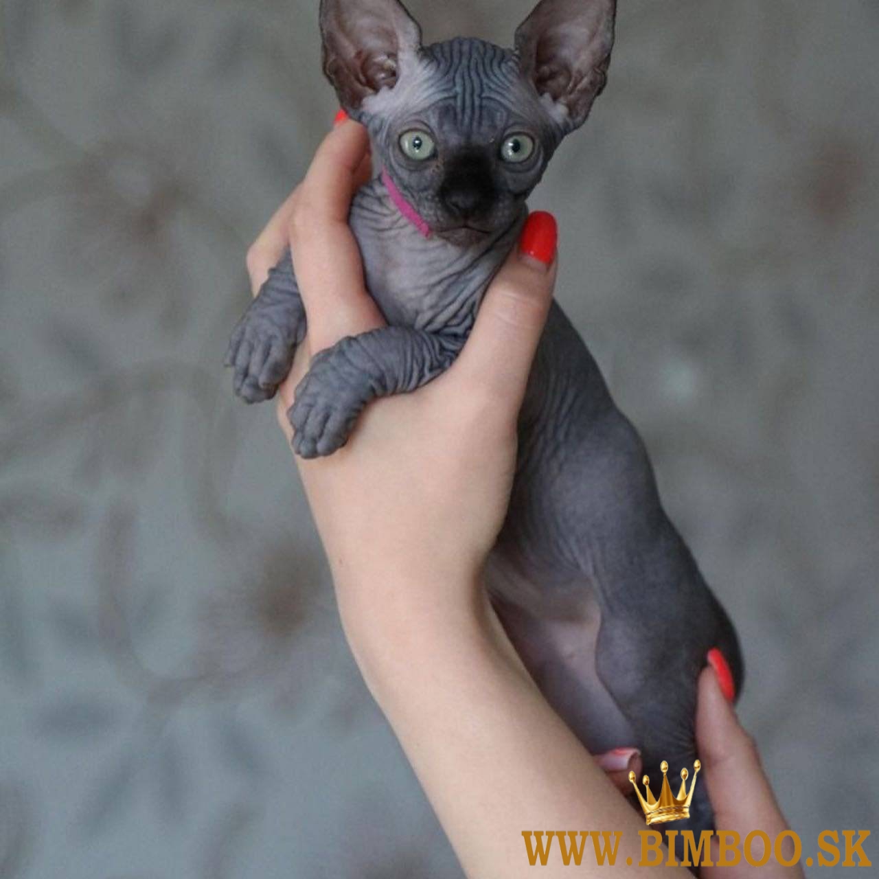 Sphynx Kittens WhatsApp: +27842597191