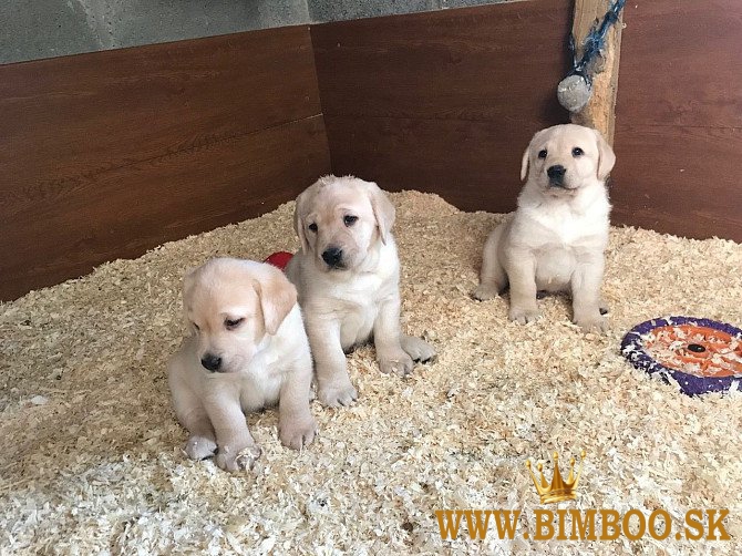 Labradorský retriever.whatsapp ma na čísle: +44 7453 907158