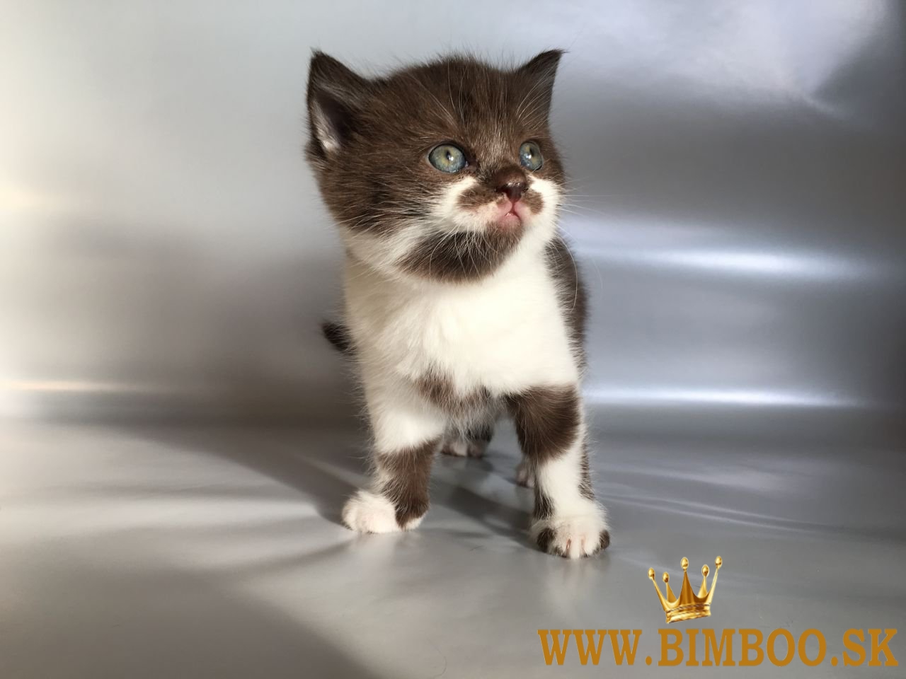 Škótske fold mačiatka. whatsapp nás: +447490124950